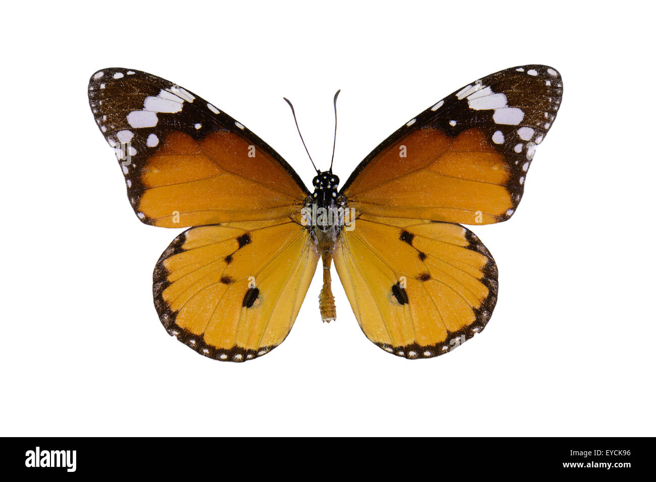 Plain Tiger Schmetterling (Danaus Wachen) in Skalenfarben isoliert auf weiss Stockfoto