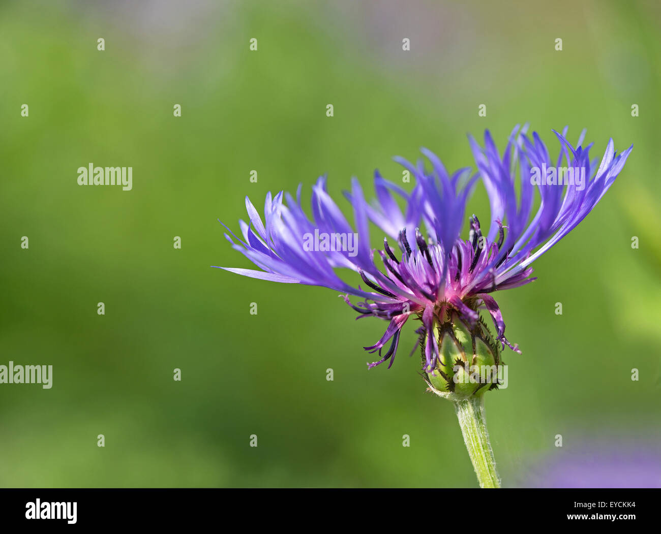 Close-up auf blaue Blume Stockfoto