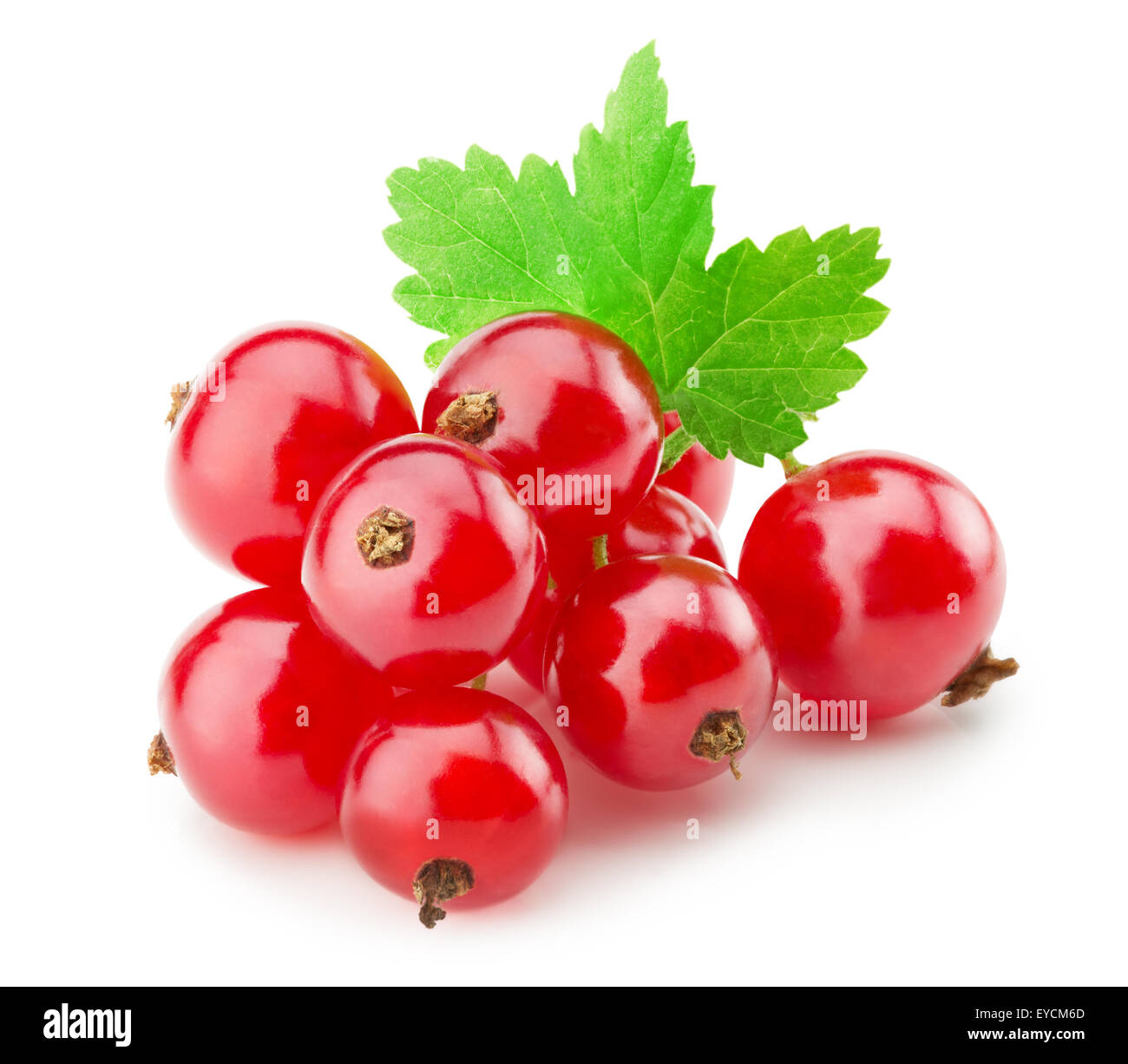 rote Johannisbeeren auf dem weißen Hintergrund isoliert. Stockfoto