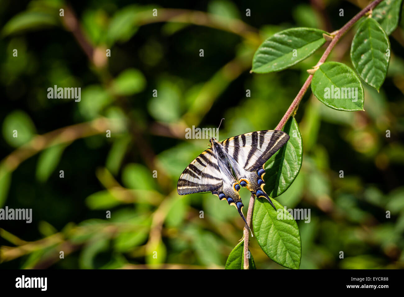 Tropischer Schmetterling auf grünes Blatt Stockfoto