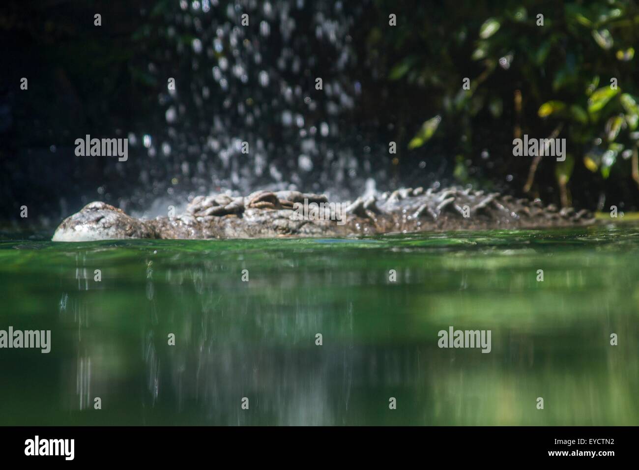 Salzwasser-Krokodil im Wasser, Ebene Oberflächenansicht Stockfoto