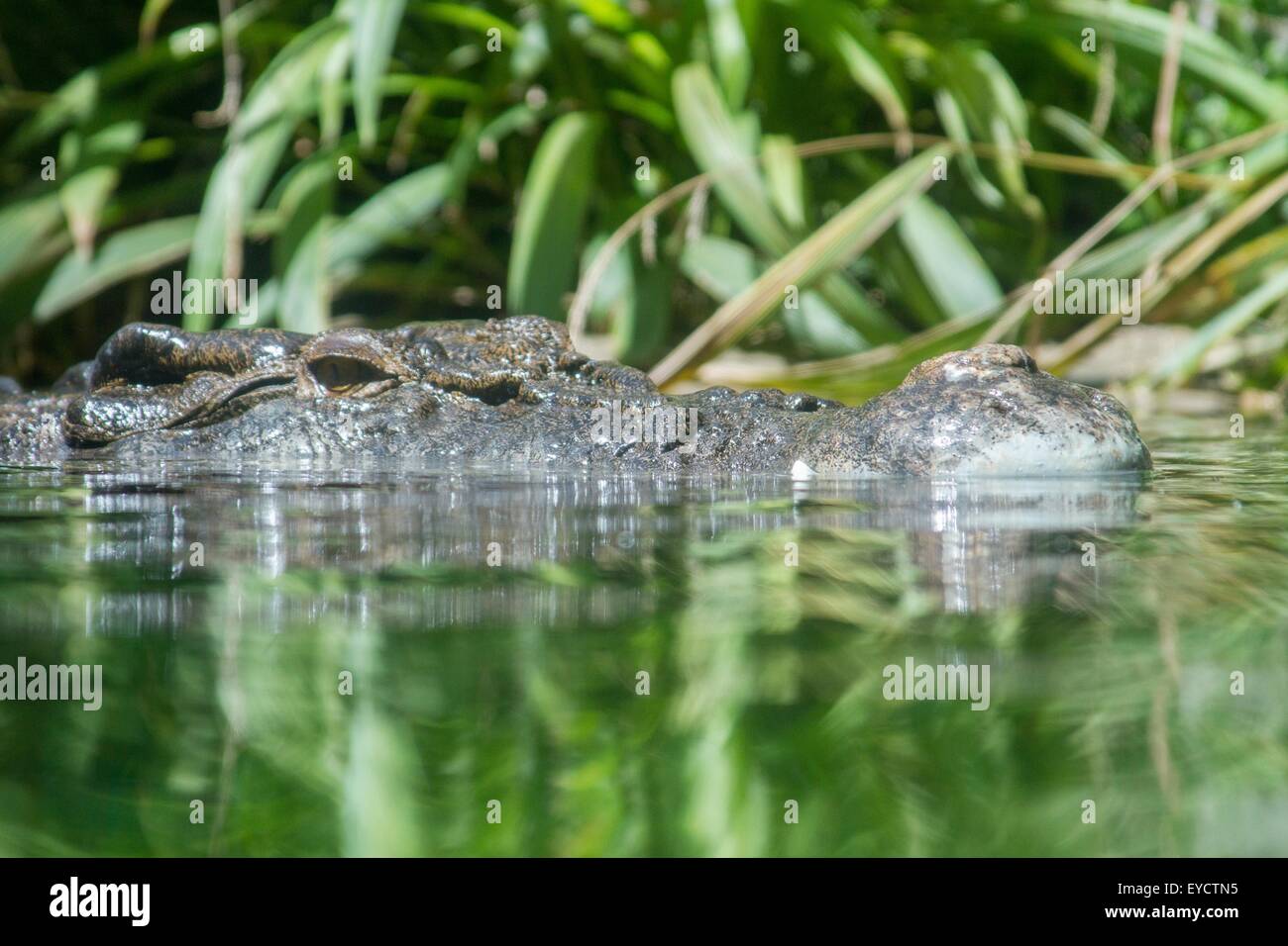 Salzwasser-Krokodil im Wasser, Ebene Oberflächenansicht Stockfoto