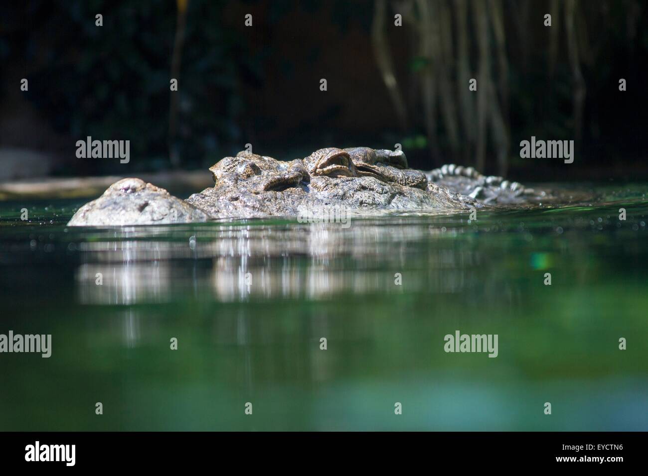 Salzwasser-Krokodil im Wasser, Ebene Oberflächenansicht Stockfoto