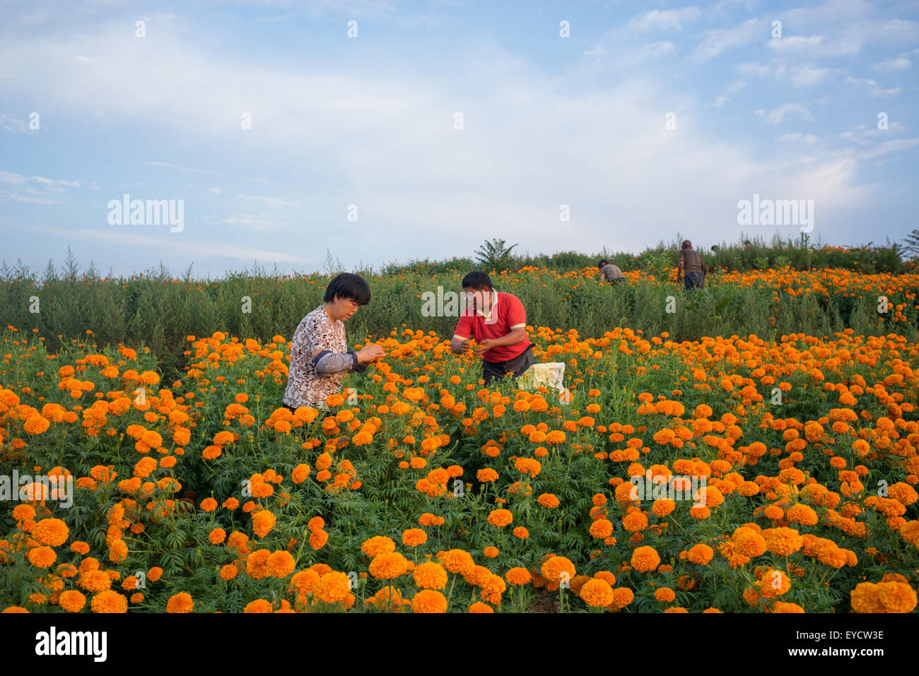 Xi ' an, der chinesischen Provinz Shaanxi. 27. Juli 2015. Tagetes Züchter nimmt Tagetes Erecta in Mantou Dorf Luonan County, Nordwesten der chinesischen Provinz Shaanxi, 27. Juli 2015. Blühende Tagetes Erecta einige 2.200 Mu (13,33 Hektar) nicht nur Züchter Einkommen erhöht aber half auch Schub lokale Tourismus-Industrie. © Zhu He/Xinhua/Alamy Live-Nachrichten Stockfoto