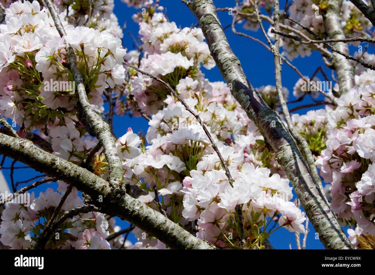 Weiche Trauben von Schnee, die weiße Blüten vor einem tiefblauen Himmel sammeln, wie sie in den Frühling begrüßen. Stockfoto