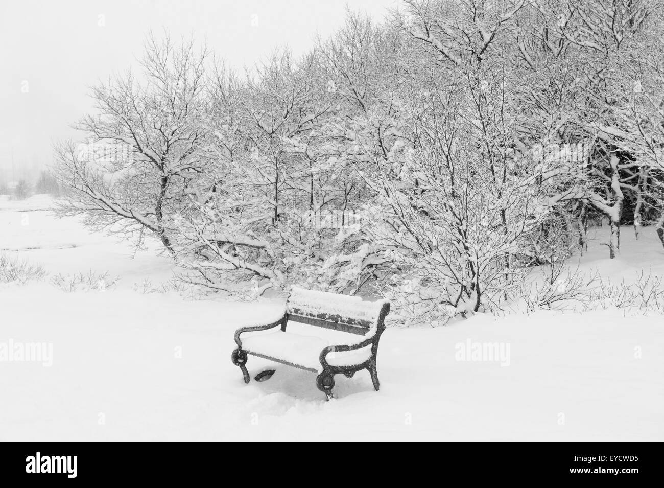 Schneebedeckte Bäume und Parkbank, Reykjavik, Island Stockfoto