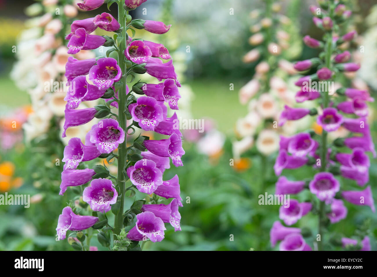Digitalis Purpurea 'Dalmatinische Purple'. Fingerhut Stockfoto