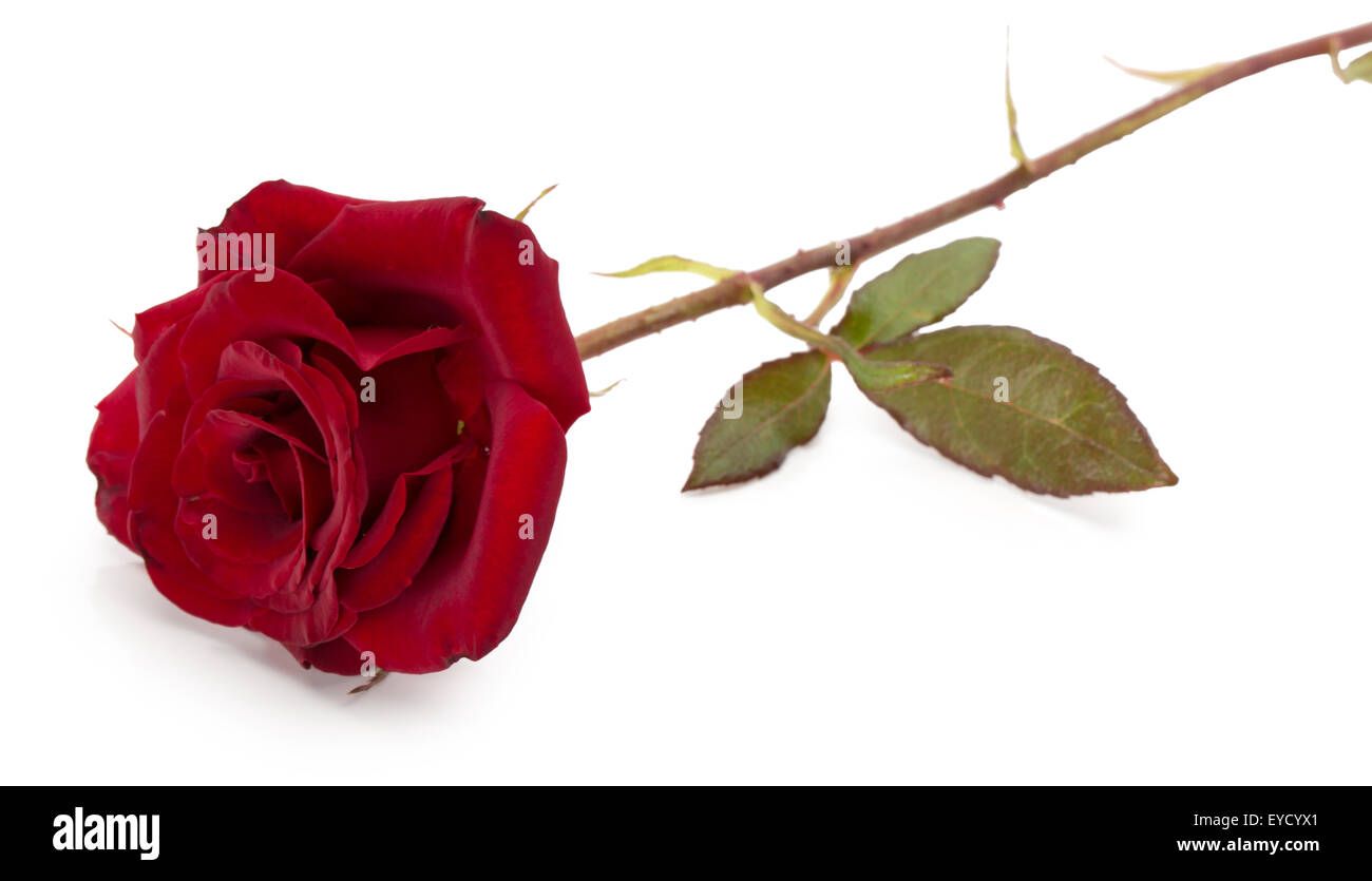 dunkle rote Rose auf dem weißen Hintergrund isoliert. Stockfoto