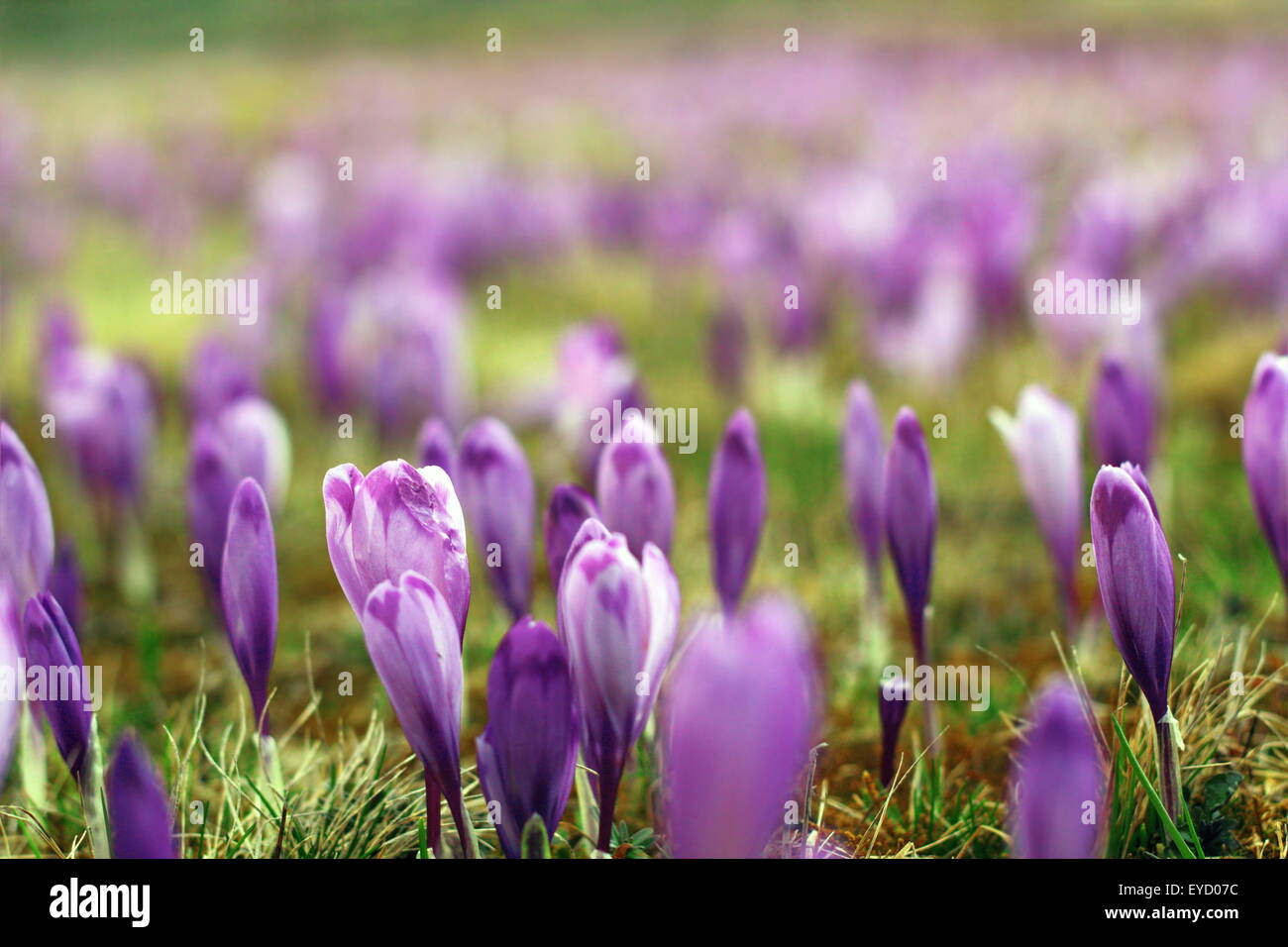 schöne lila Crocus Sativus auf einer Wiese im Frühling Stockfoto