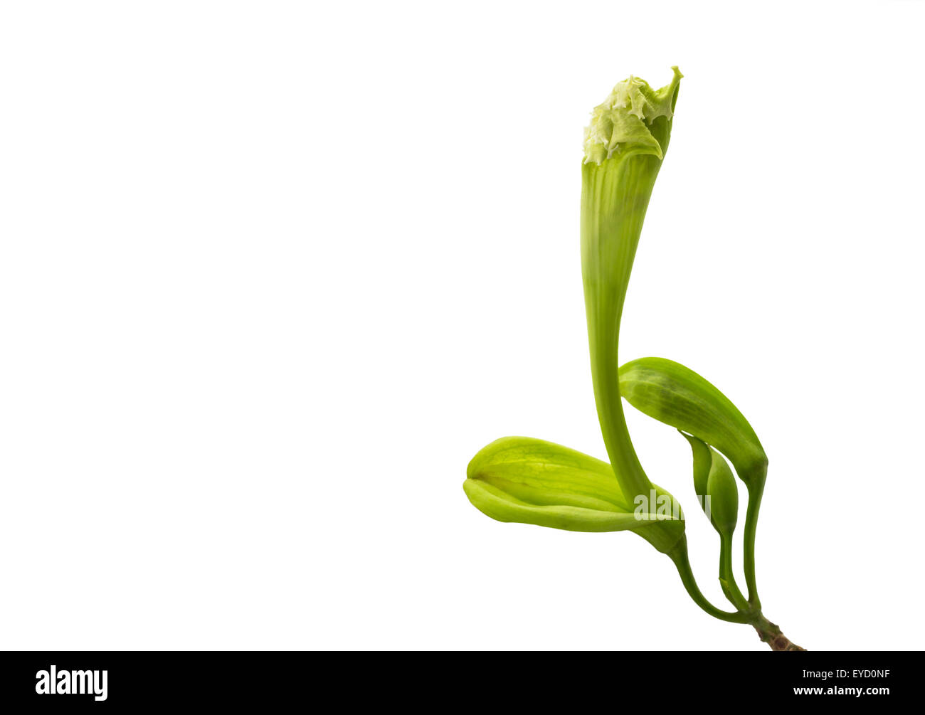 Blüte-Phase von 'Dolichandrone Serrulata' Blumen auf weißem Hintergrund und Clipping-Pfad Stockfoto