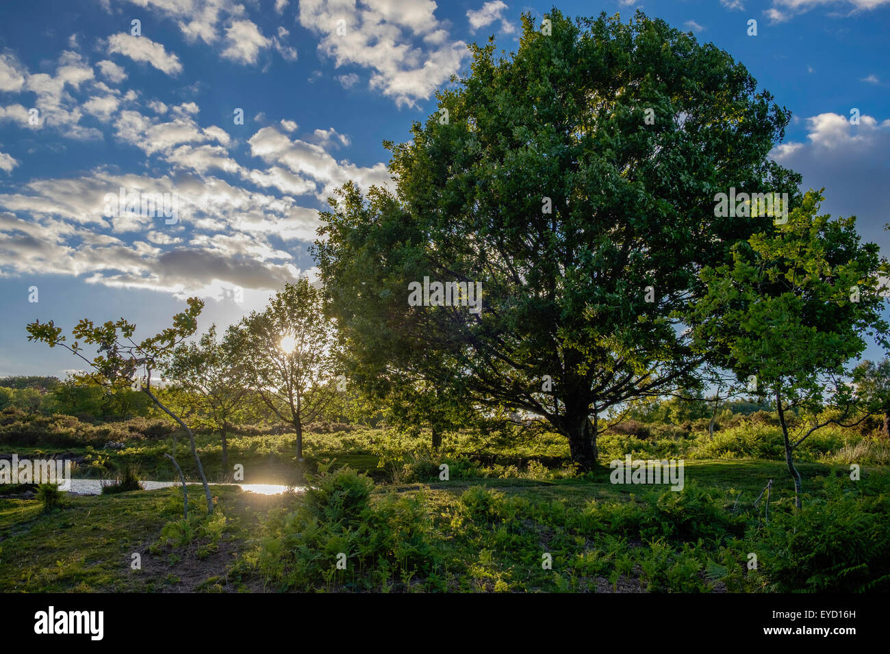 POORS ZUTEILUNG, HEIDE MIT TEICH. EIN SSSI, AM RANDE DES WALDES VON DEAN TIDENHAM CHASE GLOUCESTERSHIRE ENGLAND GROßBRITANNIEN Stockfoto