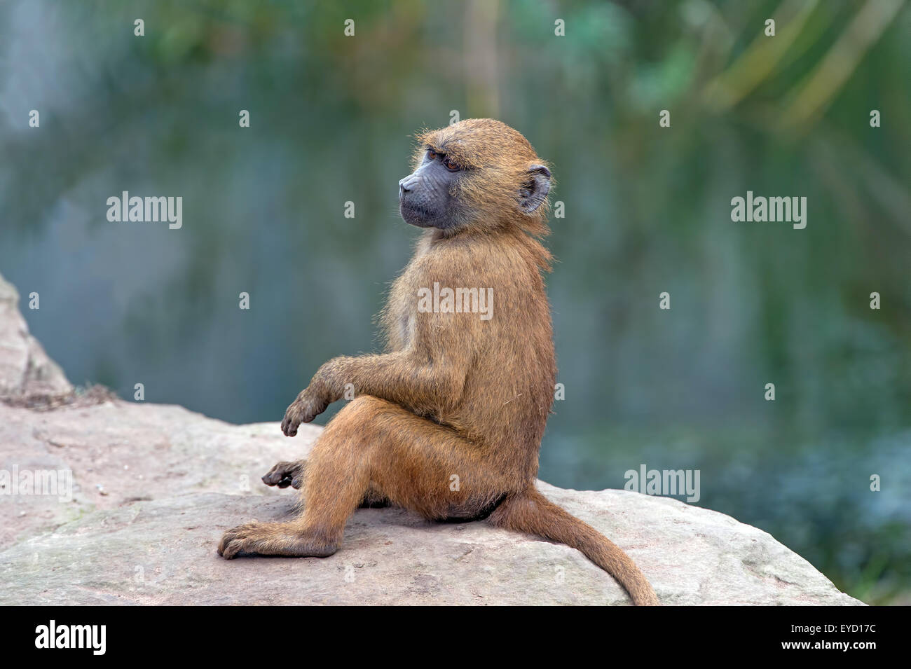 Guinea-Pavian (Papio Papio) Stockfoto