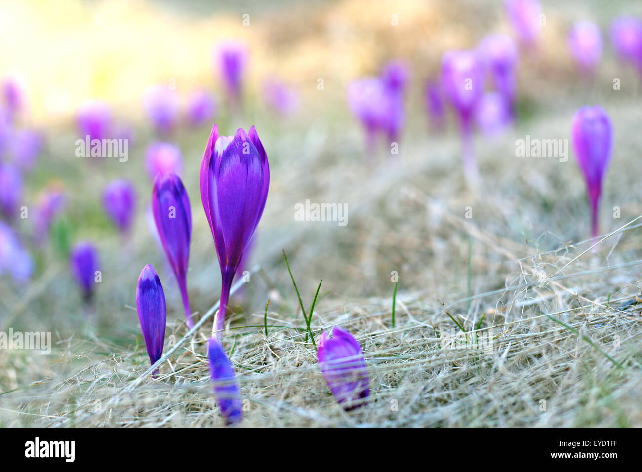 Feld mit violetten wild Mountain Blumen - Crocus sativus Stockfoto