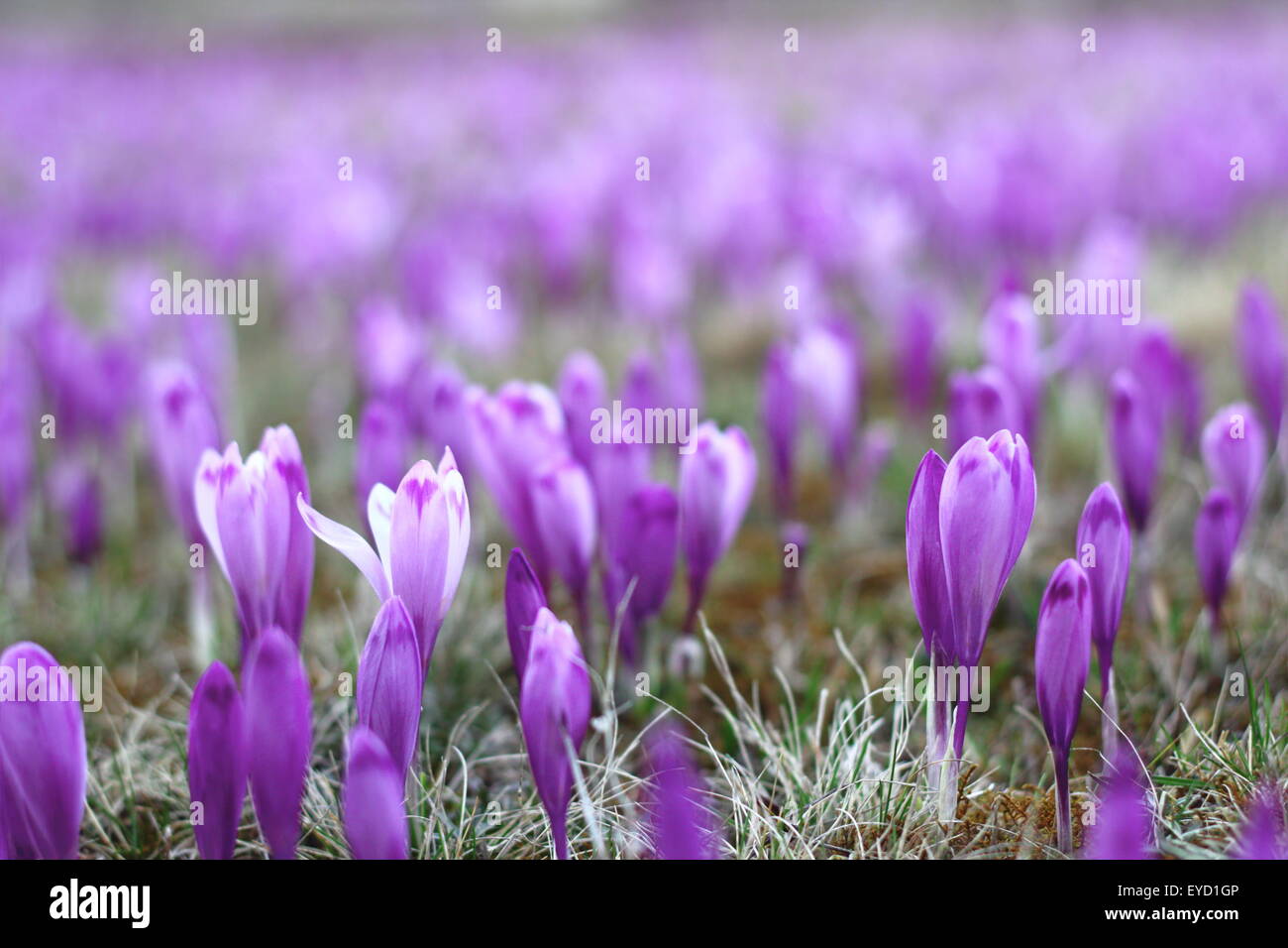 Wiese mit wilden lila Frühlingsblumen überfallen Stockfoto