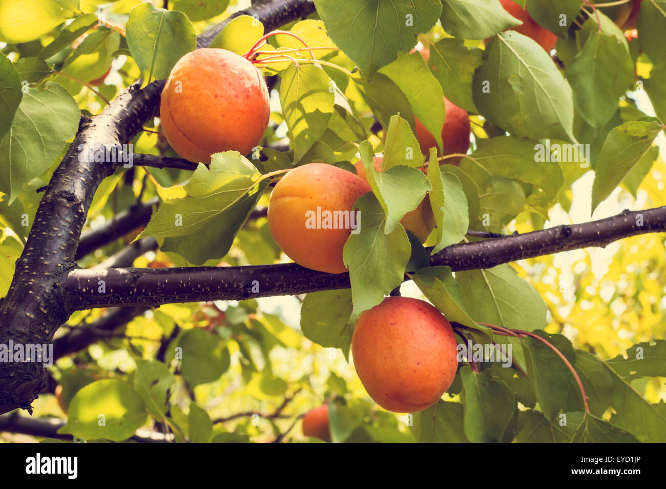 Reif und leckere Aprikosen wachsen auf einem Ast unter den grünen Blättern. Selektiven Fokus. Stockfoto