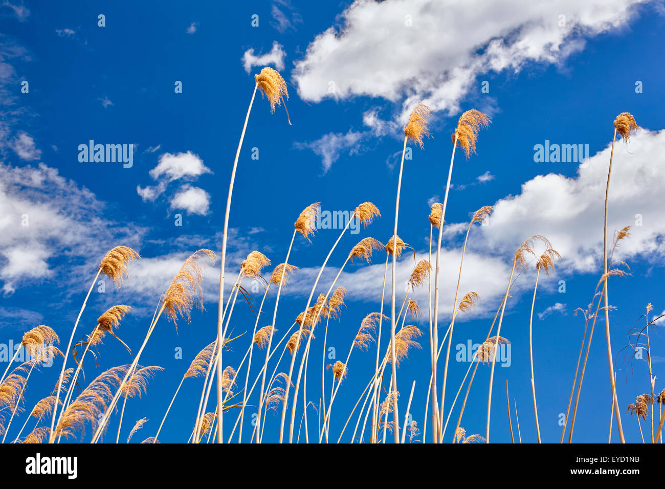 Bulrushes on a blue sky. Denia. Alicante. Valencia Community. Spain Stockfoto