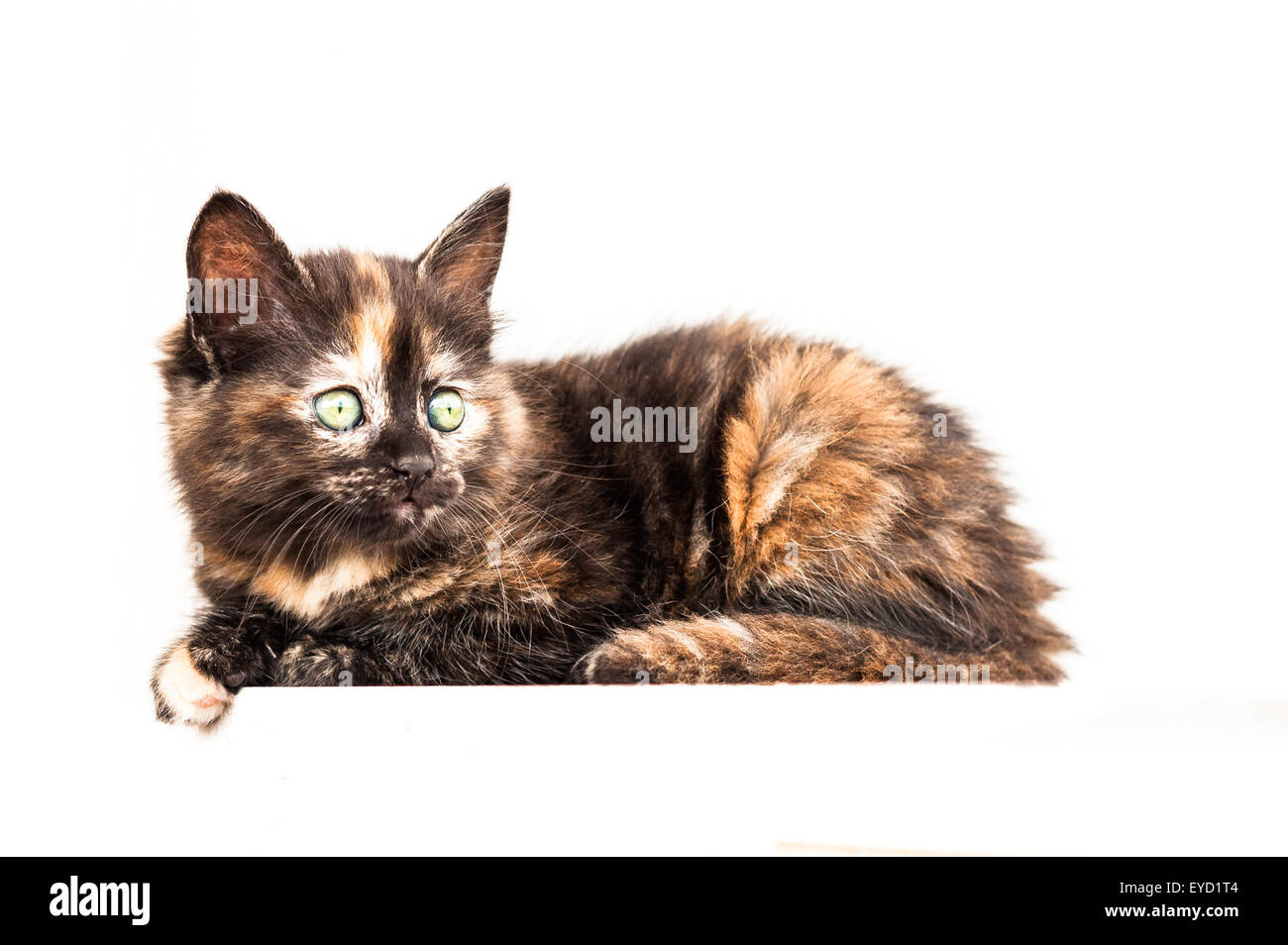 Junge Katze posiert auf einem weißen Hintergrund Stockfoto