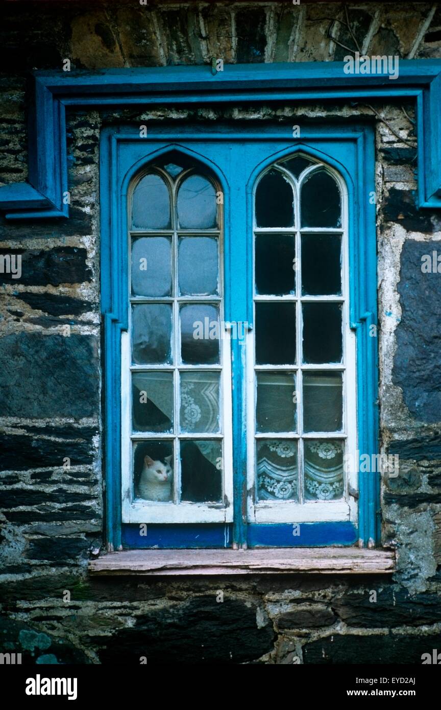 Katze am Fenster eines Hauses Stockfoto