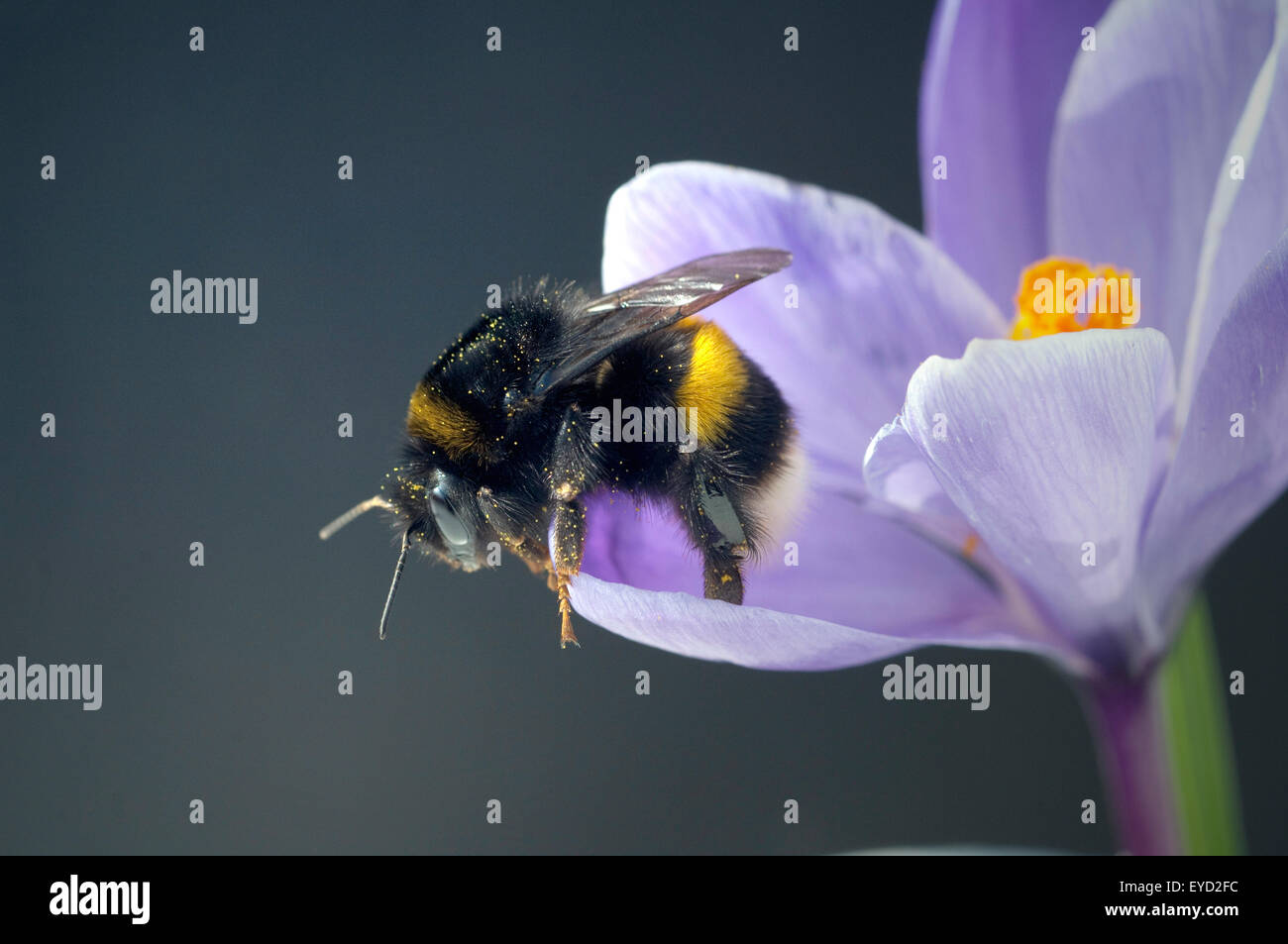 Gartenkrokus, Hummel, Krokus, Crocus, Vernus, Stockfoto