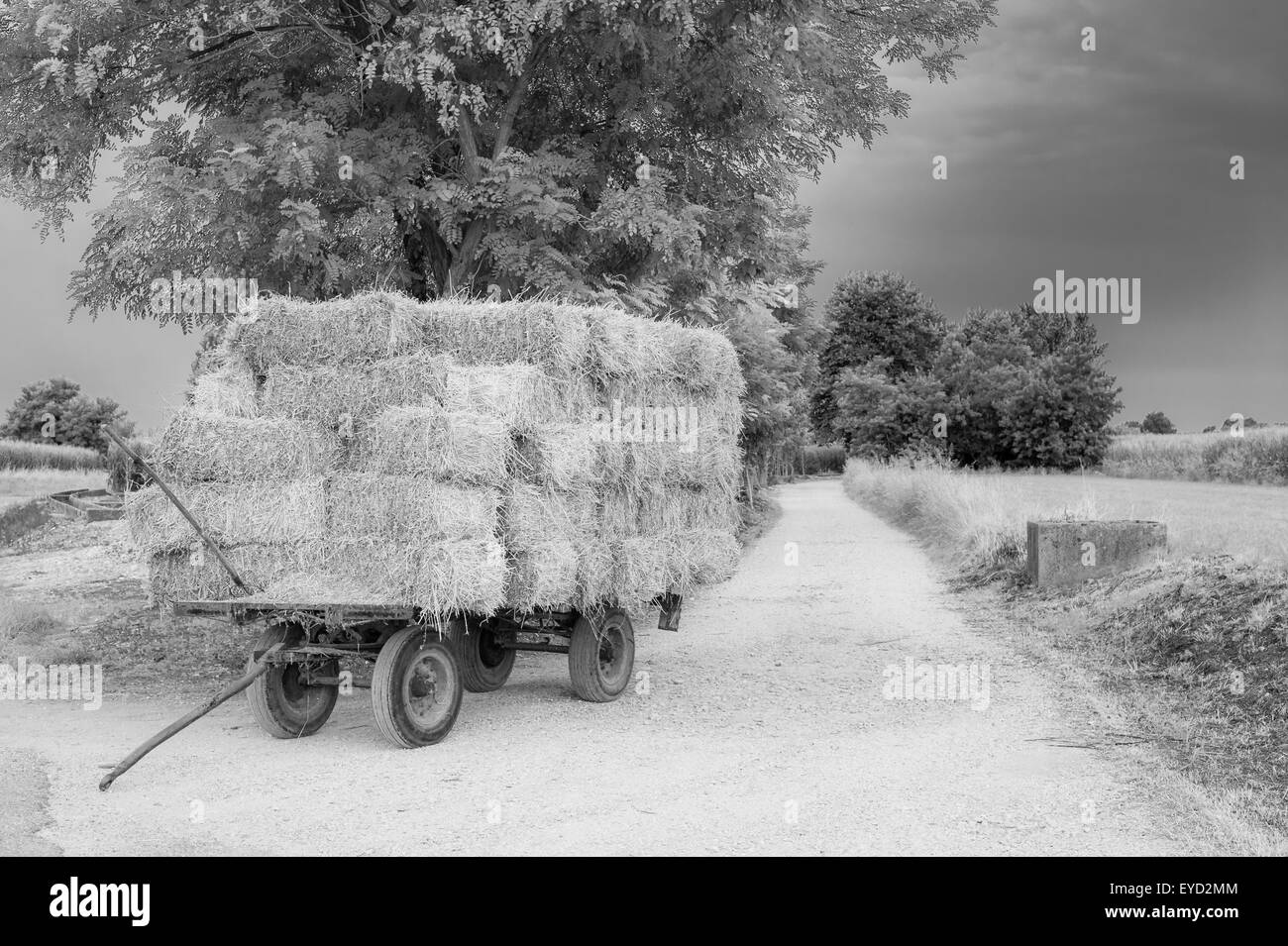Bauernhof-Wagen mit Heuballen gestapelt links auf der Straße (schwarz e weiß) Stockfoto