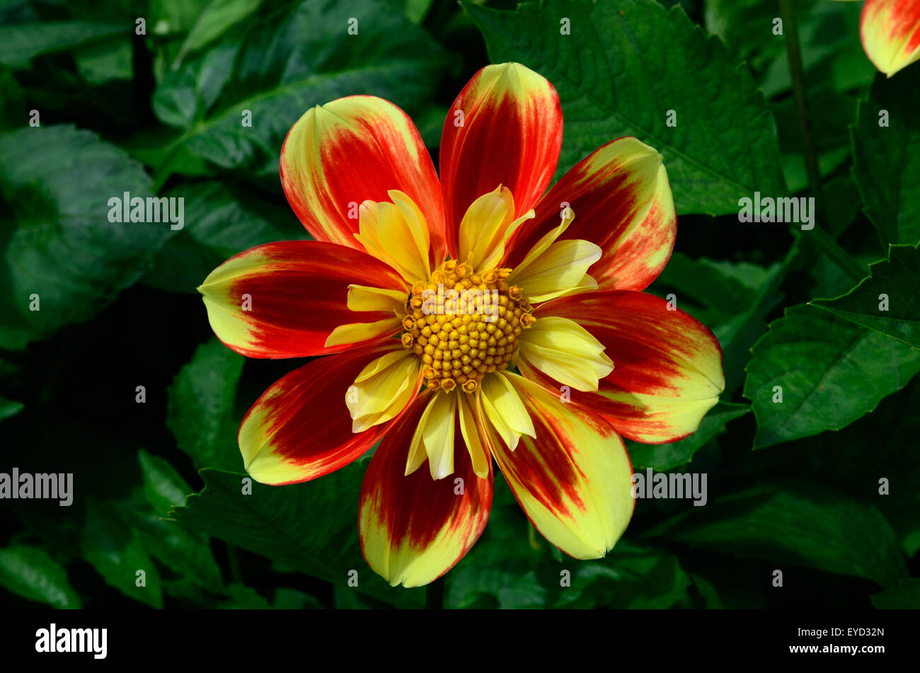 Dahlie Puuh - Swan Island Asteraceae Stockfoto