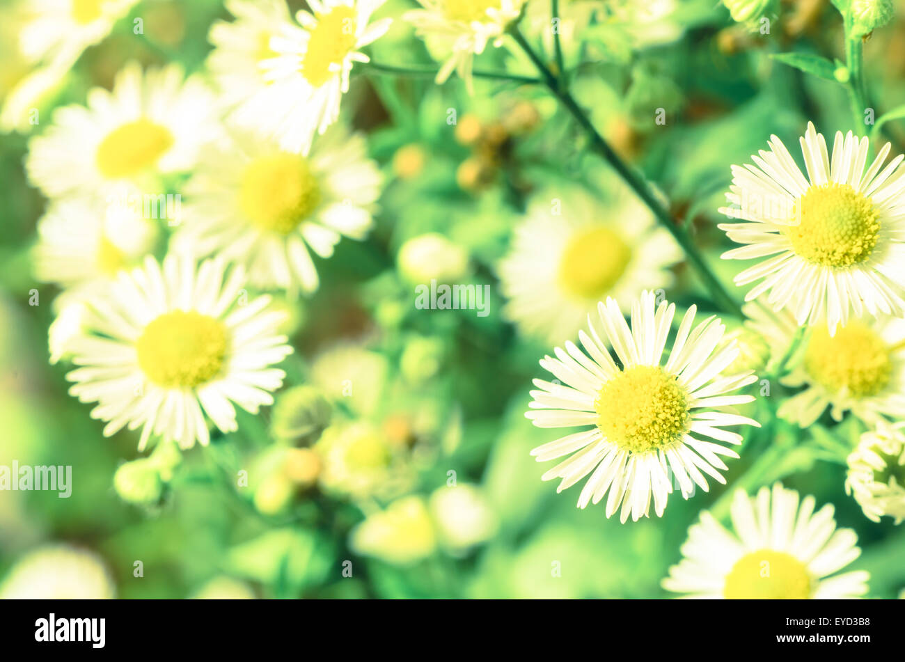 zarte weiße Sommerblumen, Retro-Stil Stockfoto