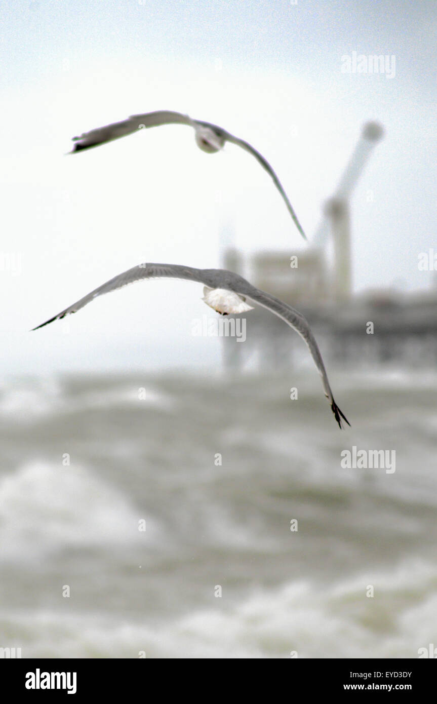 Brighton, East Sussex, Großbritannien. Juli 2015. Starker Wind und raues Meer an der Südküste. Möwen kämpfen gegen den Wind. Ende des Brighton Pier im Hintergrund Stockfoto