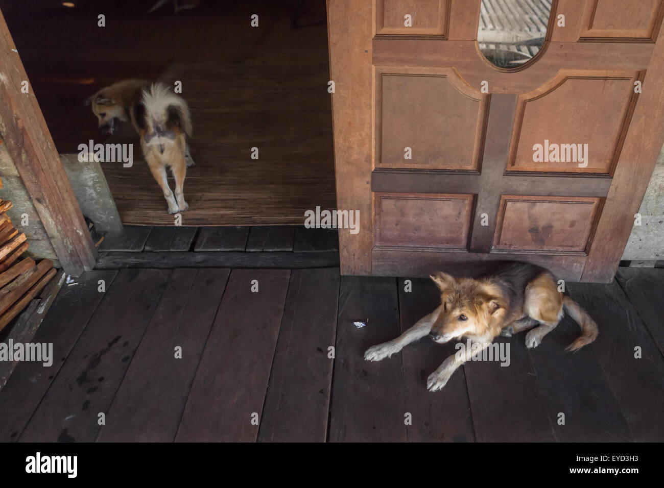 Hunde im Langhaus der Dayak IBAN Gemeinde in Sungai Utik, Kapuas Hulu, West Kalimantan, Indonesien. Stockfoto