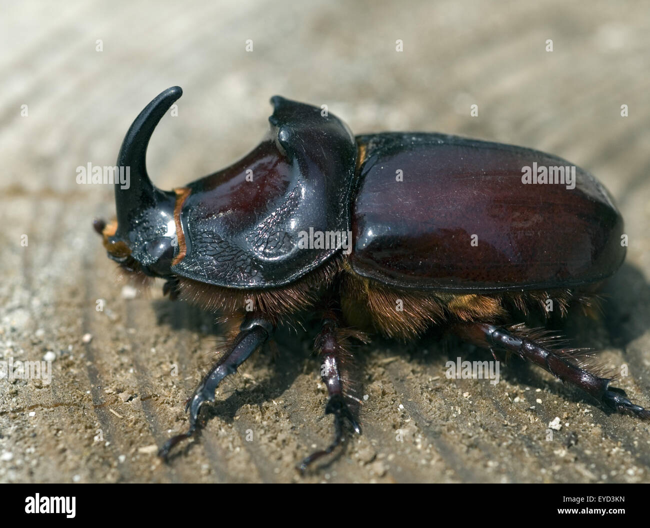 Nashornkaefer, Oryctes, Nasicornis, Maennchen Stockfotografie Alamy