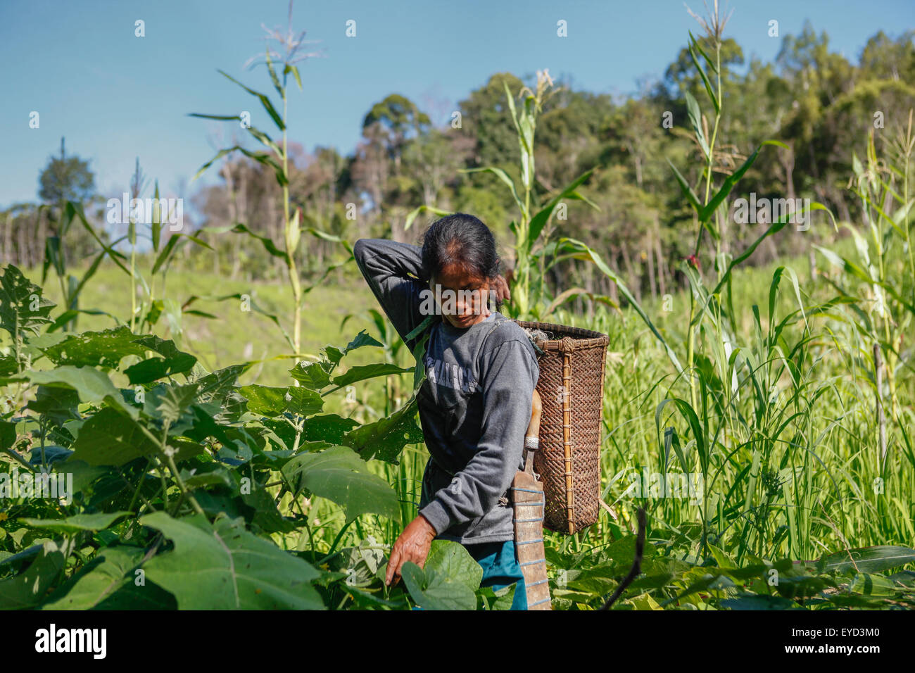 Eine Bäuerin der IBAN-Gemeinde, die auf einem landwirtschaftlichen Bauernhof in der Nähe des Dorfes Sungai Utik in Kapuas Hulu, West Kalimantan, Indonesien, arbeitet. Stockfoto