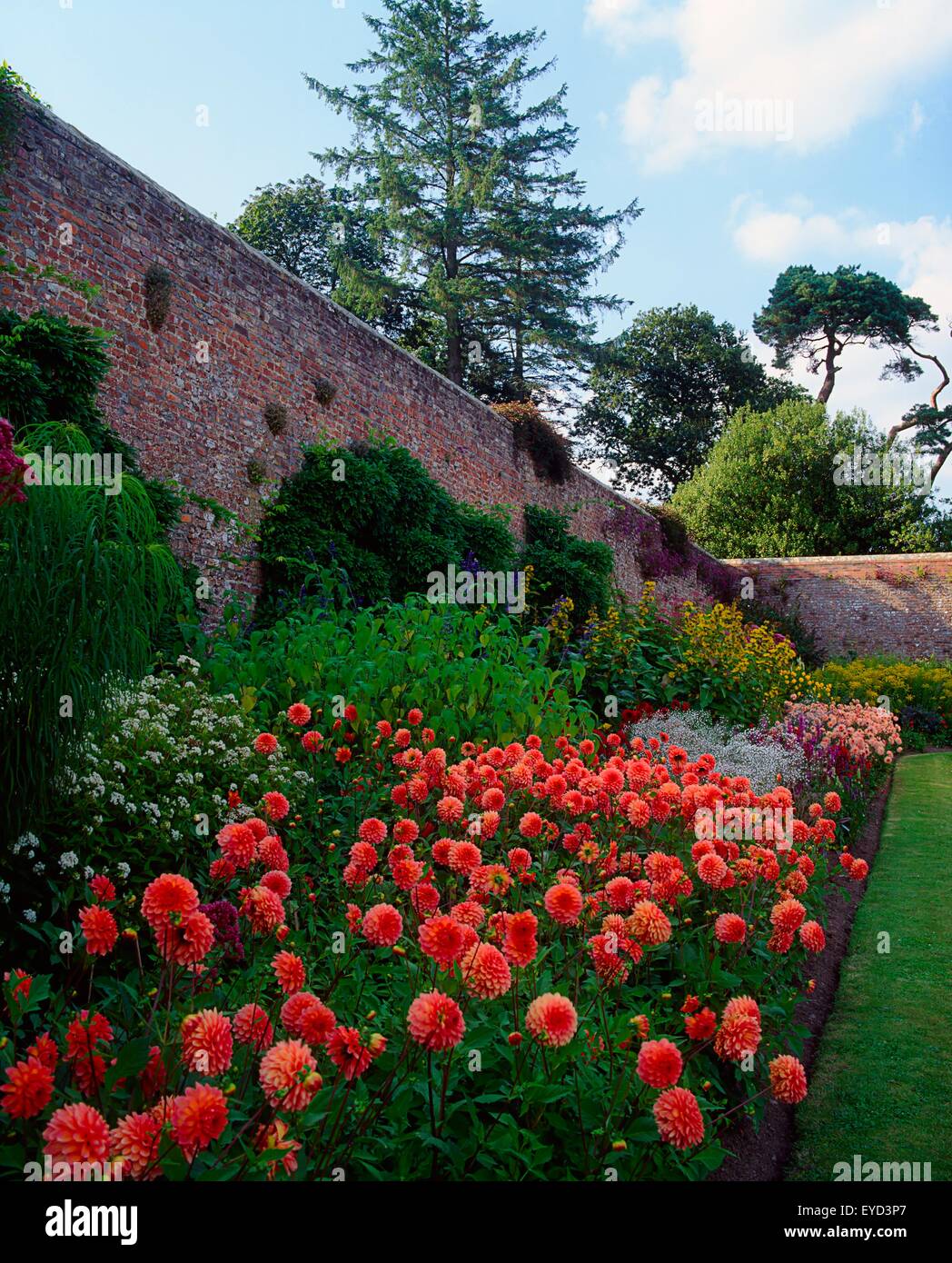 Mount Congreve Gardens, Co Waterford, Irland; Dahlien im ummauerten Garten Stockfoto