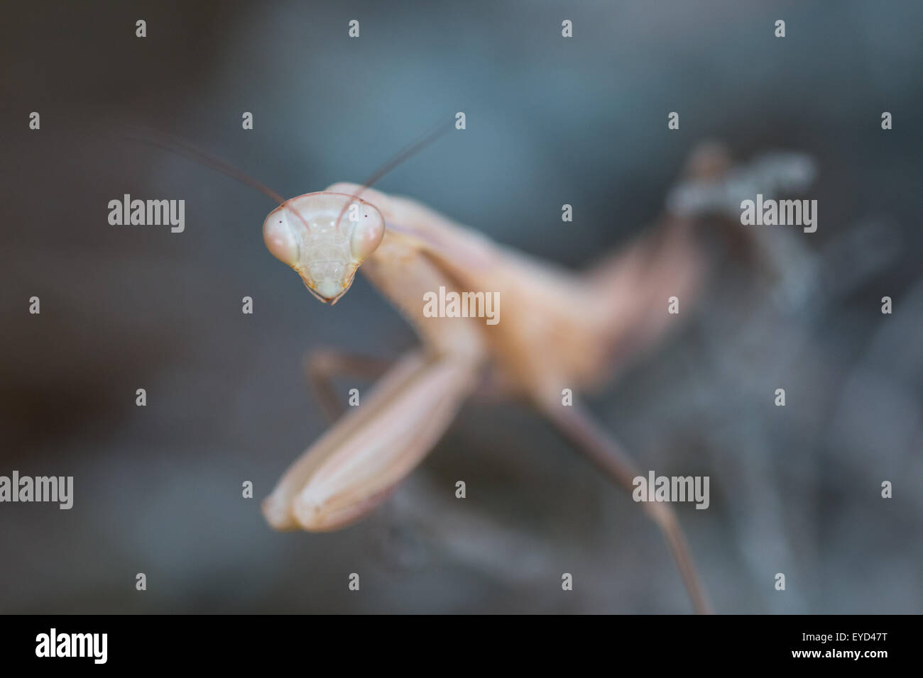 Porträt einer Gottesanbeterin Blick in deinen Augen Stockfoto