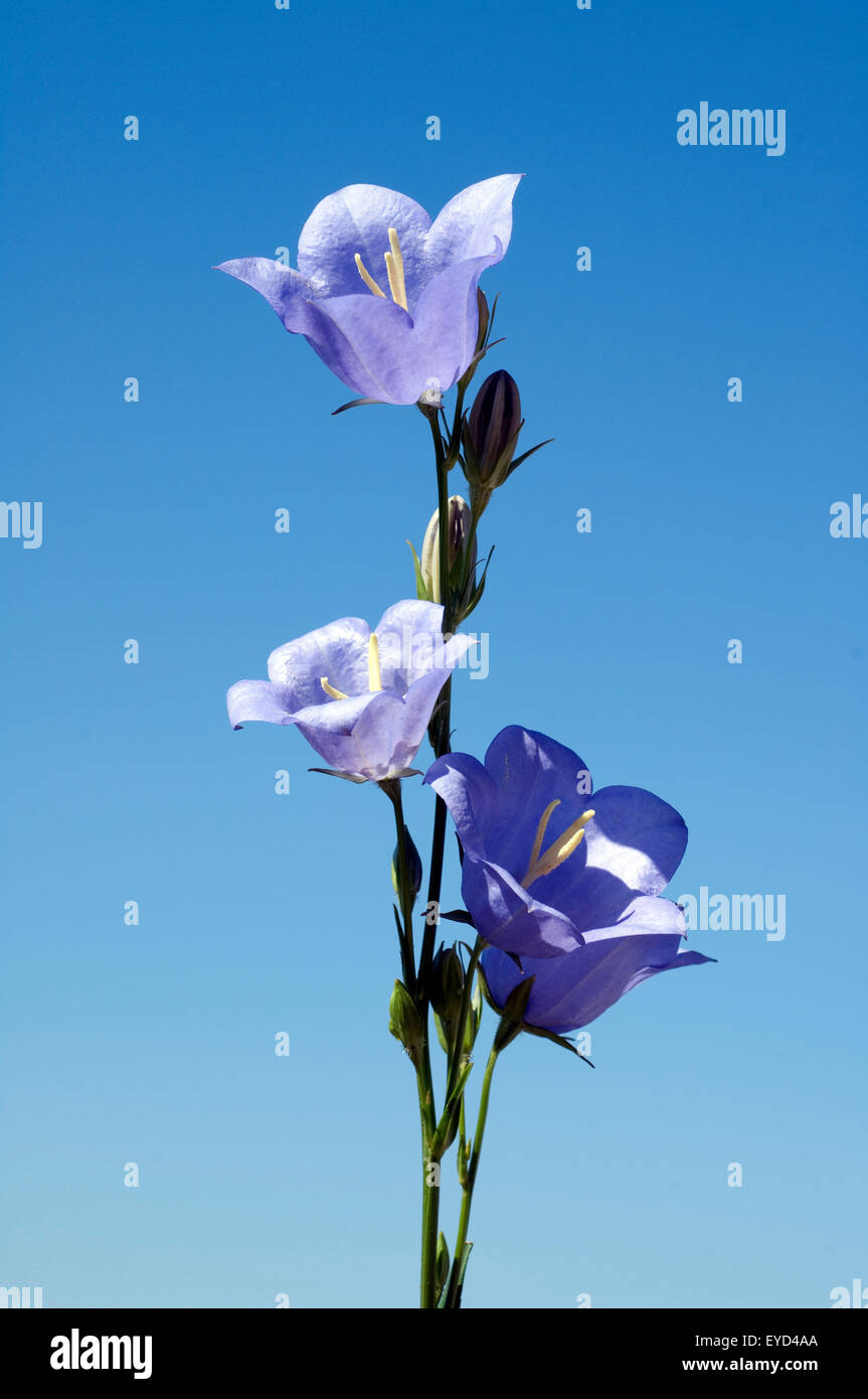 Pfirsichblaettrige; Glockenblume; Campanula Persicifolia; Stockfoto