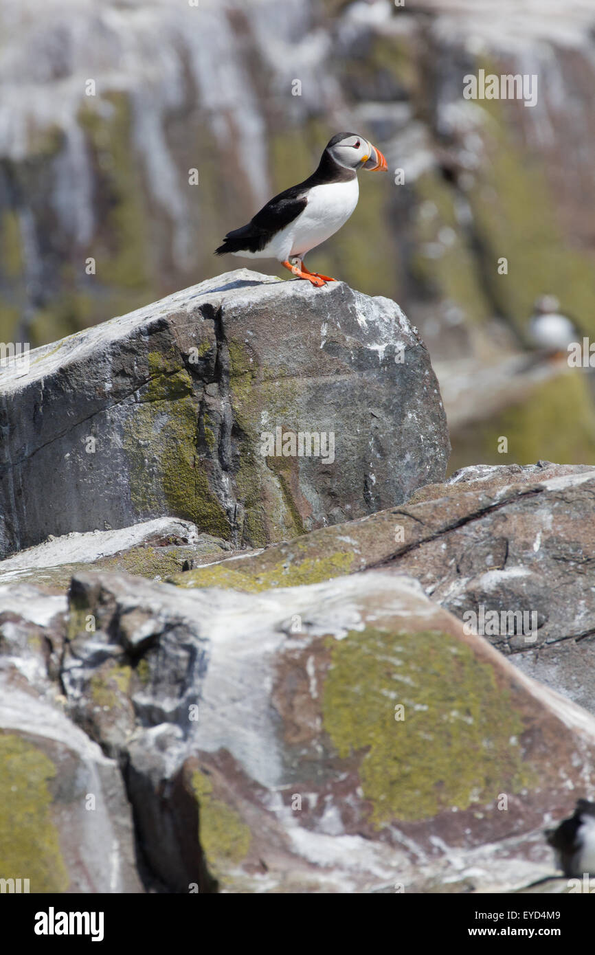 Fratercula Arctica Papageientaucher auf Felsen auf den Farne Islands aus gemeinsame Northumberland England United Kingdom Stockfoto