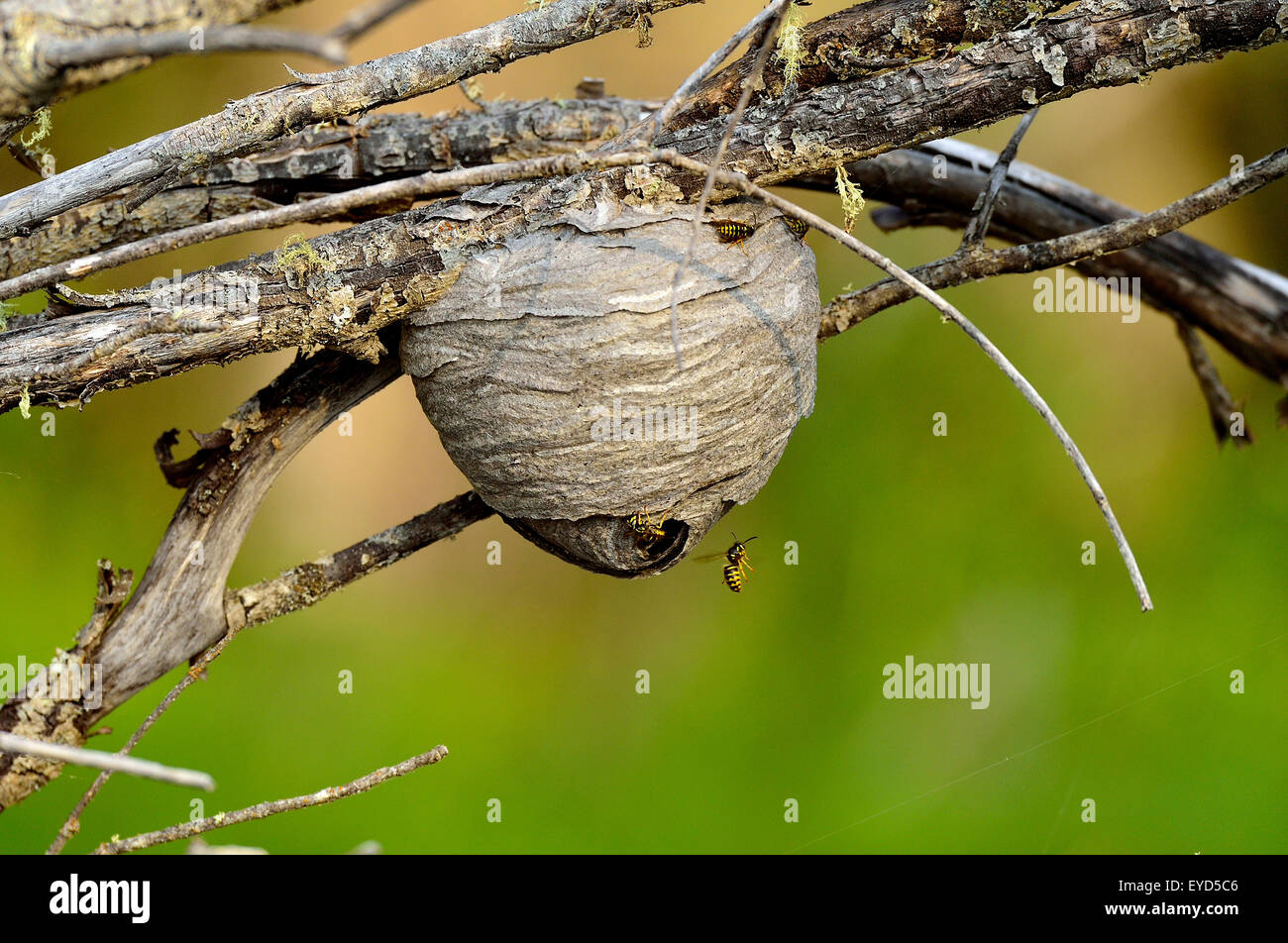 Gelbe Jacke Wespen "Vespula Maculifrons", ein Nest baut Stockfoto