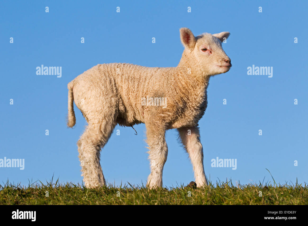 Weißes Lamm friesische Milchschafe in Wiese, Nordfriesland, Deutschland Stockfoto