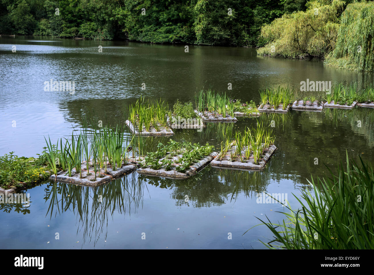 Künstliche Inseln mit Vegetation im Teich für Fische zum Laichen