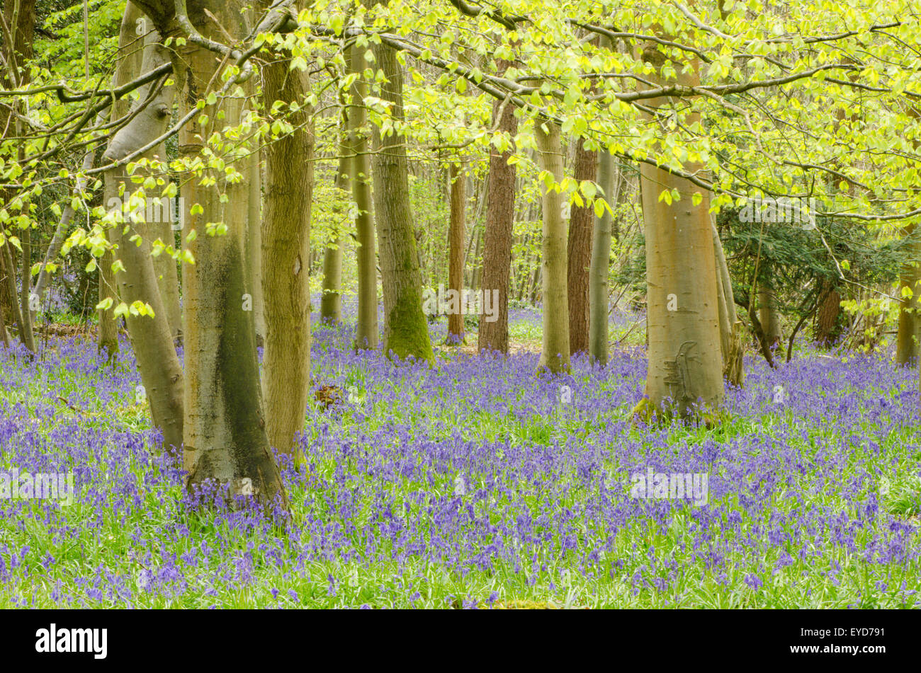 Glockenblumen in Stoke Holz, West Stoke, in der Nähe von Chichester, West Sussex, UK. April. Mischwald. Stockfoto