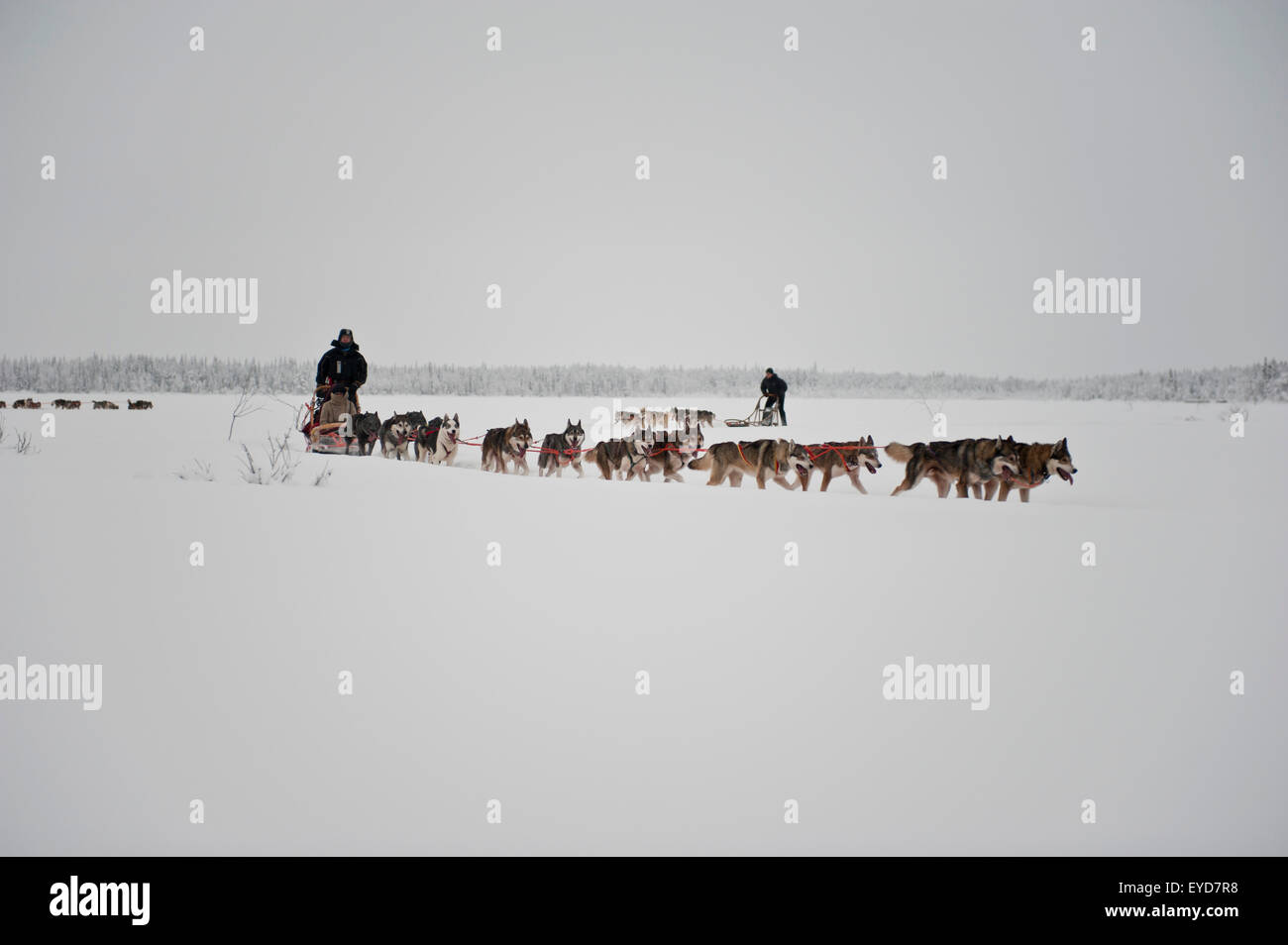 Husky Schlitten Tour am Polar Speed-Husky-Farm, Levi, Lappland, Finnland Stockfoto