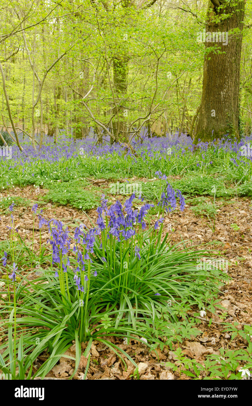 Glockenblumen in Stoke Holz, West Stoke, in der Nähe von Chichester, West Sussex, UK. April. Mischwald. Stockfoto