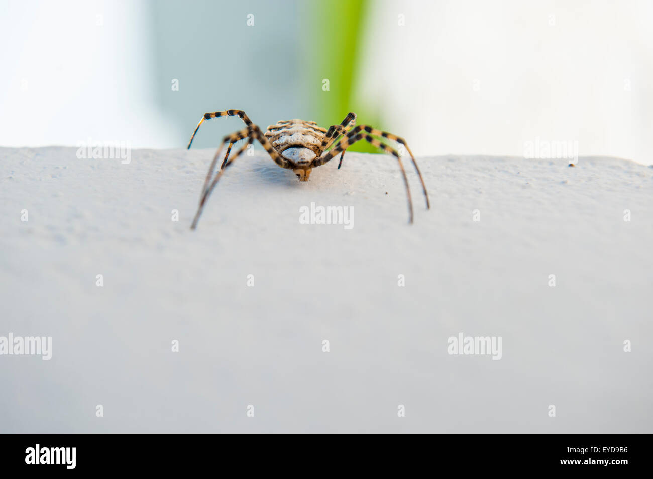 Krabbe soider Stockfoto