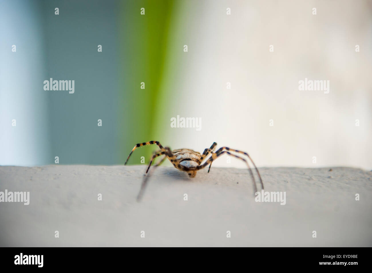 Krabbe soider Stockfoto