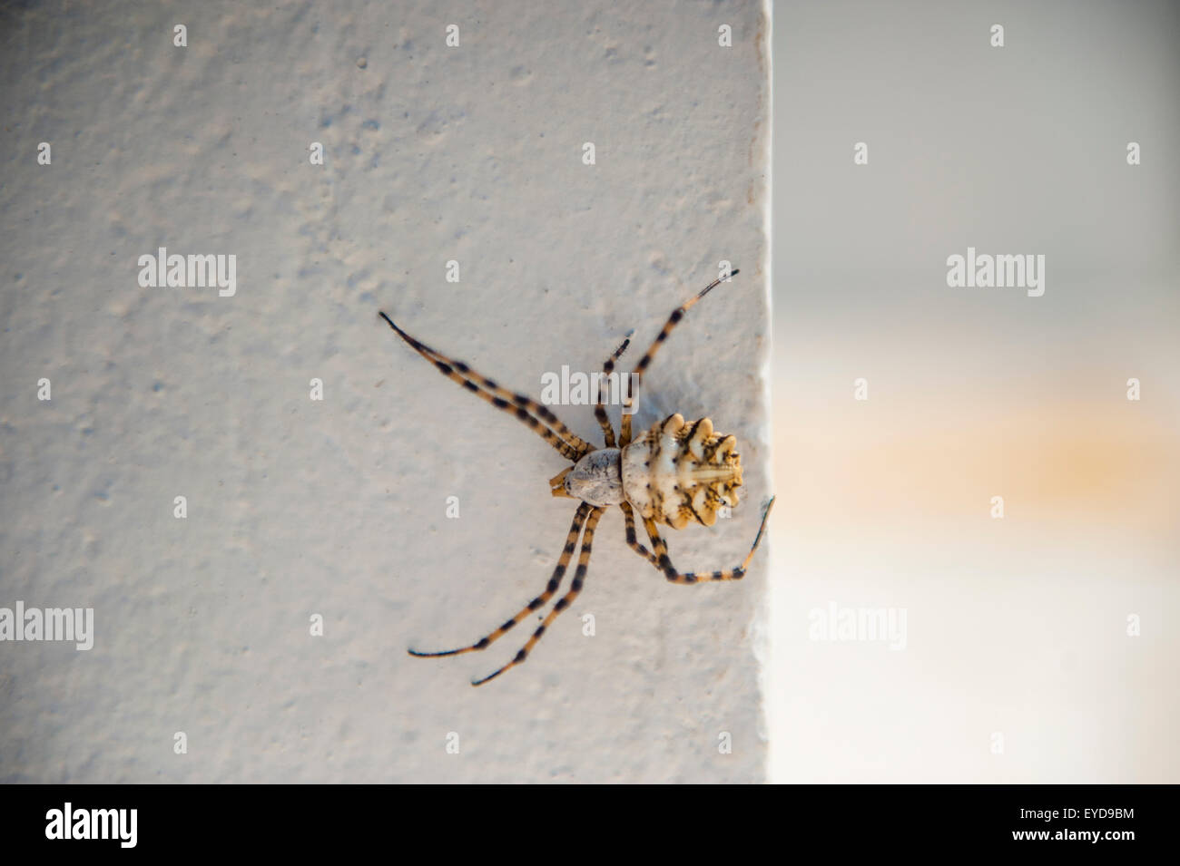 Krabbe soider Stockfoto