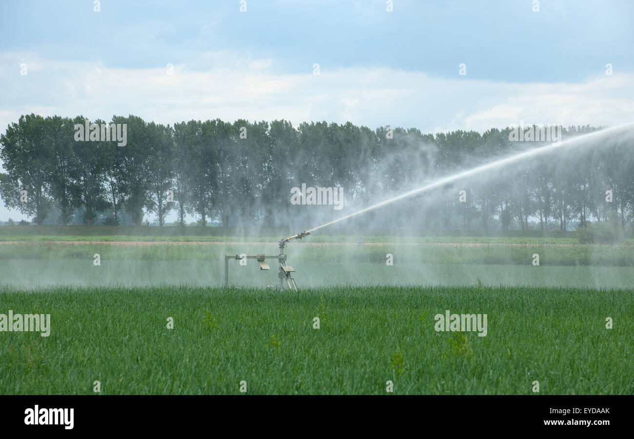 Wasser-Spray-Installation in Aktion in einem Feld mit jungen Zwiebelpflanzen an einem warmen Sommertag in Niederlande Stockfoto