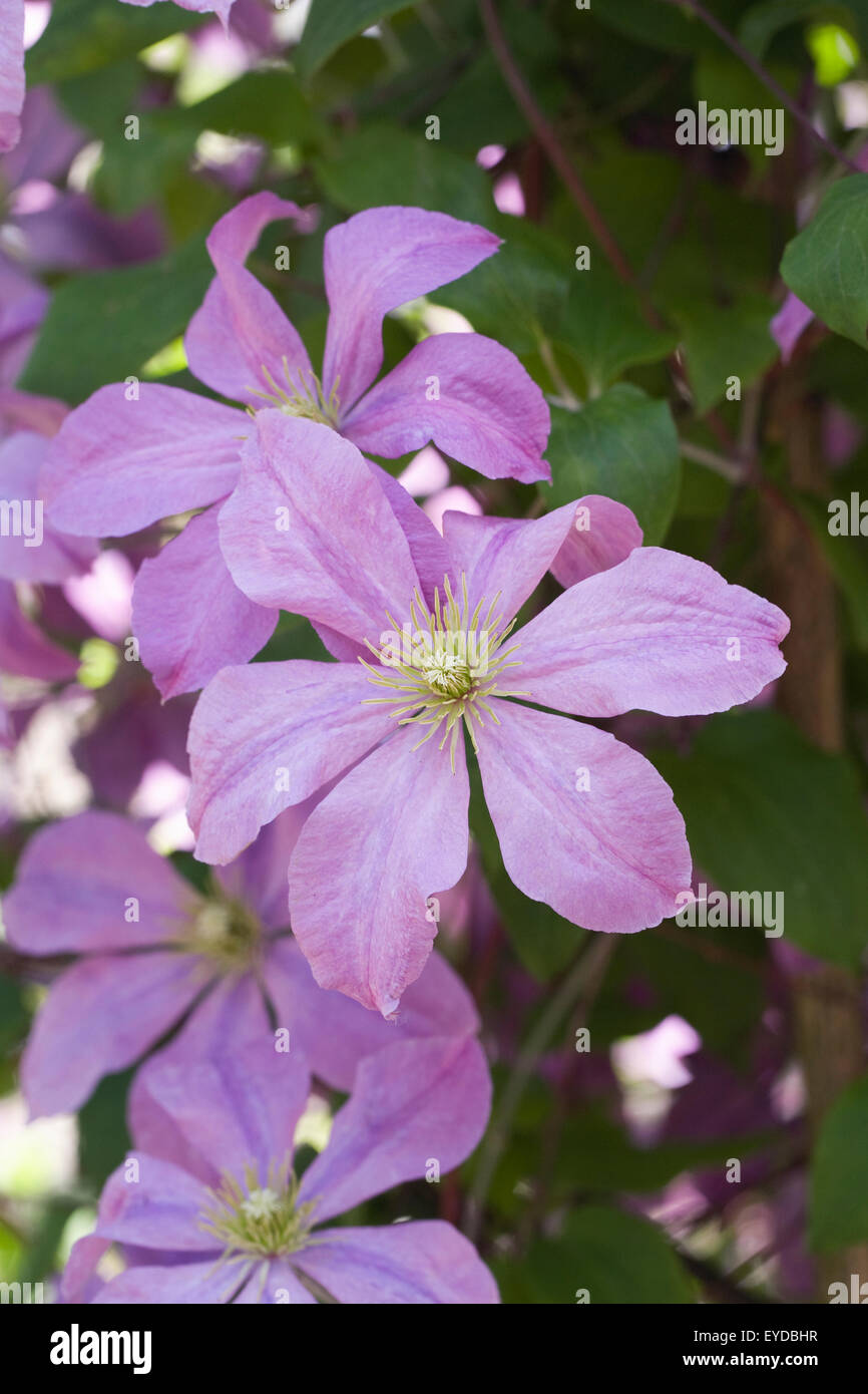 Clematis 'Madame Baron Veillard' Blumen. Stockfoto