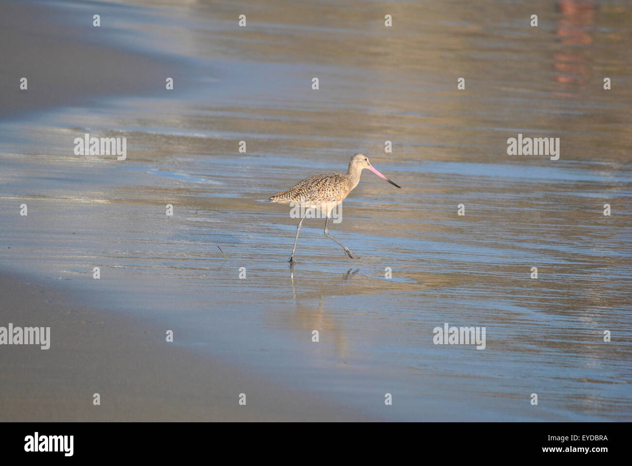 Sandpiper laufen in Richtung Pazifik bei Ebbe im silbernen Meer nasse Füße bekommen. Stockfoto