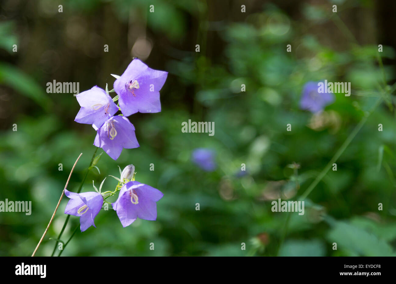 Blaue Glockenblumen mit grünem Hintergrund. Stockfoto