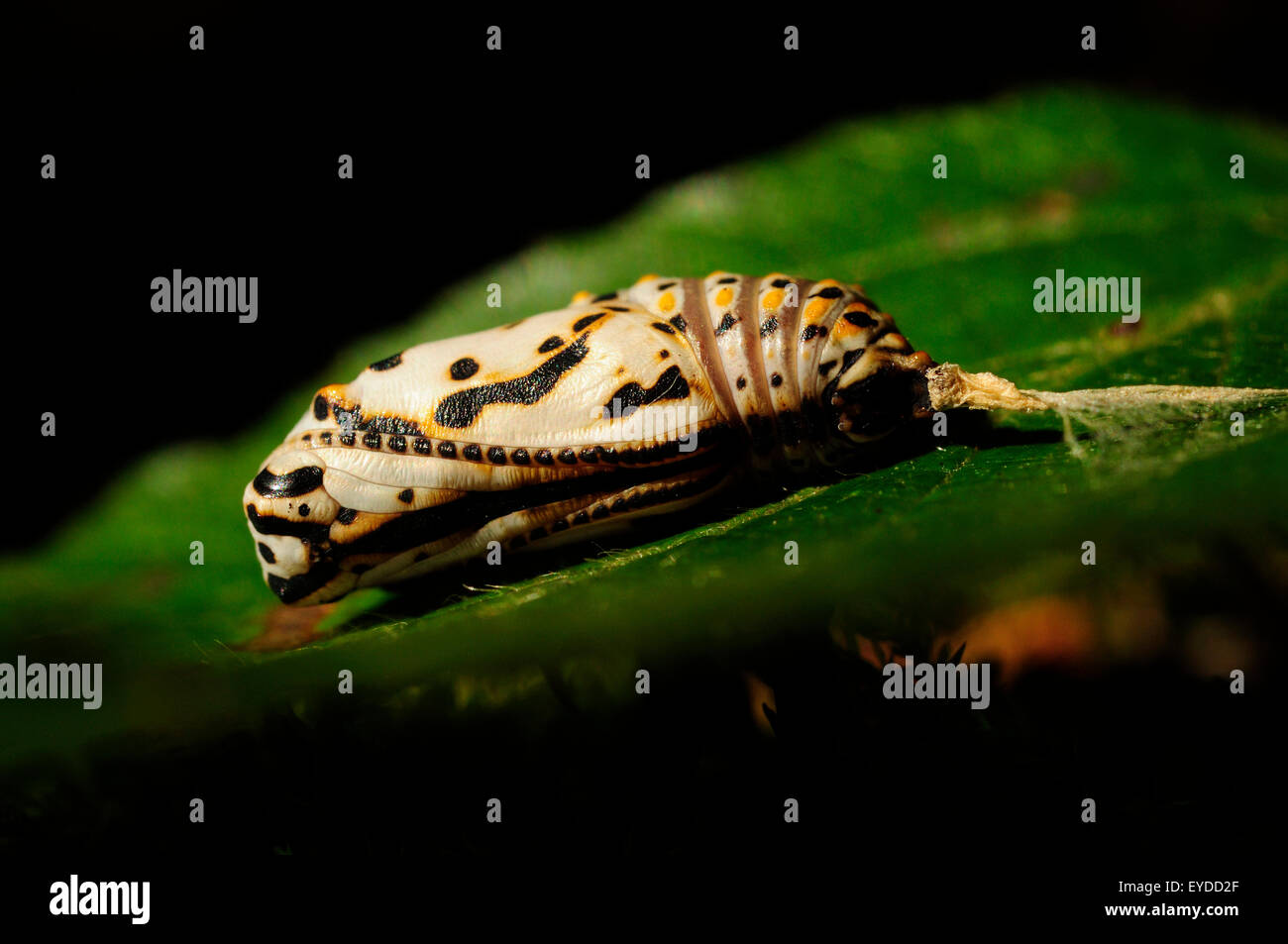 Puppe von einem Sumpf Fritillary (Etikett Aurinia) Stockfoto