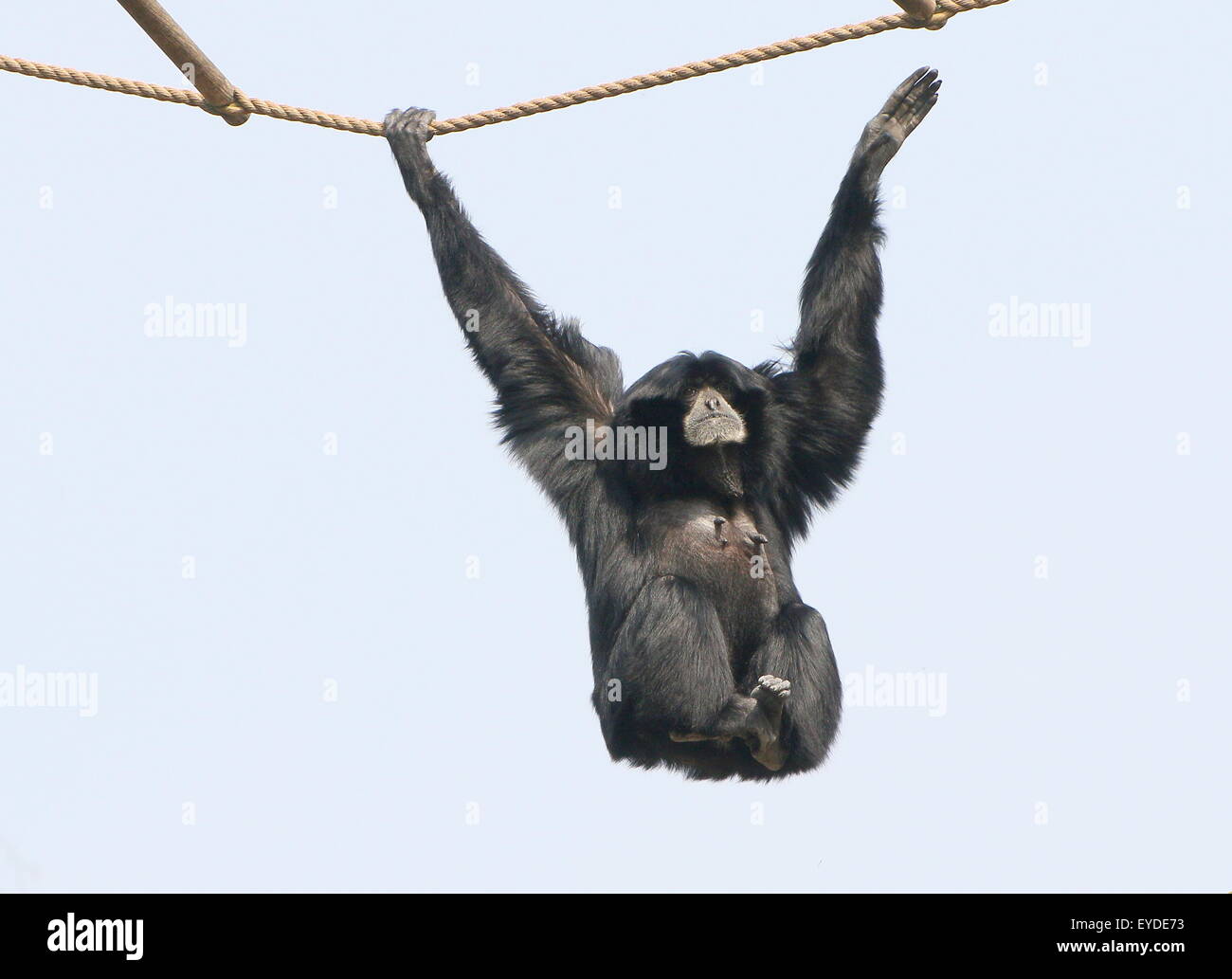 Weibliche Gibbon in Southeast Asian Siamang (Symphalangus Syndactylus, S. Hylobates) schwingen an den Seilen in einem niederländischen Zoo Stockfoto