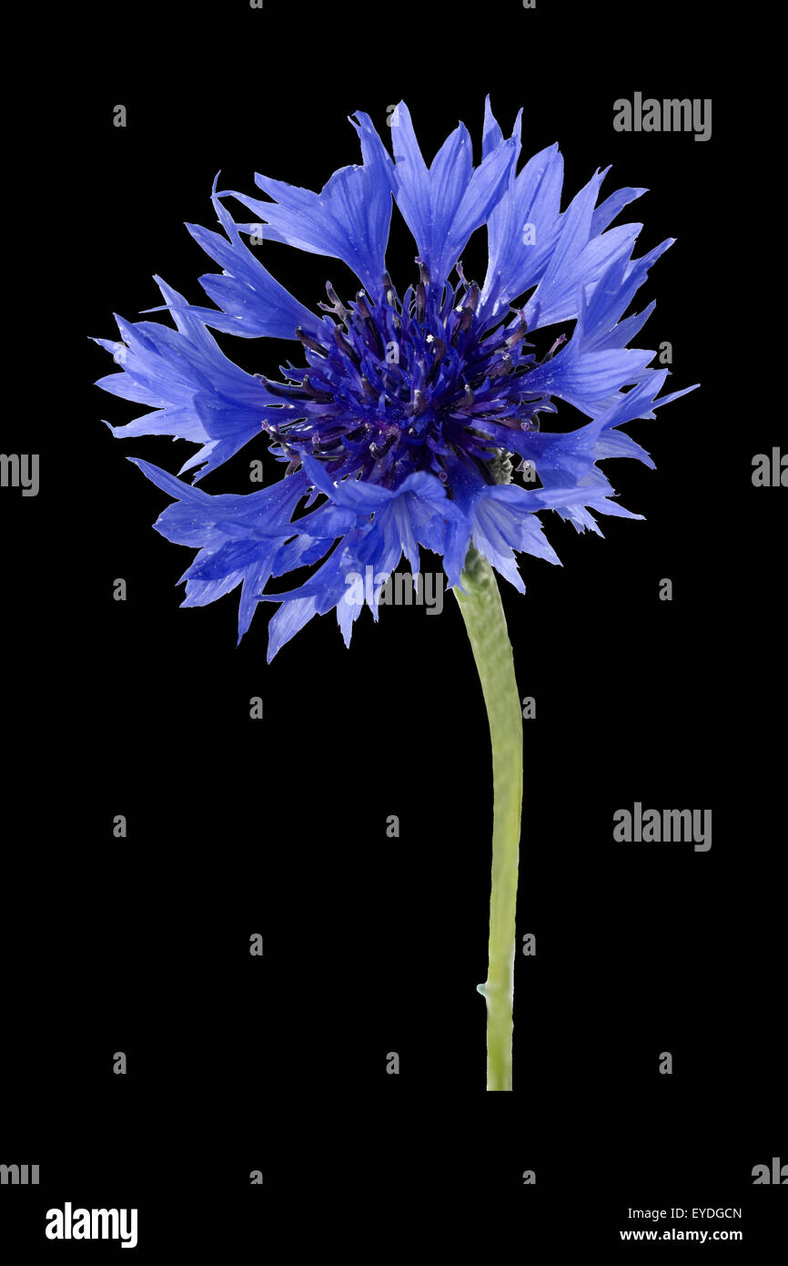 Kornblume; Centaurea; Cyanus; Stockfoto